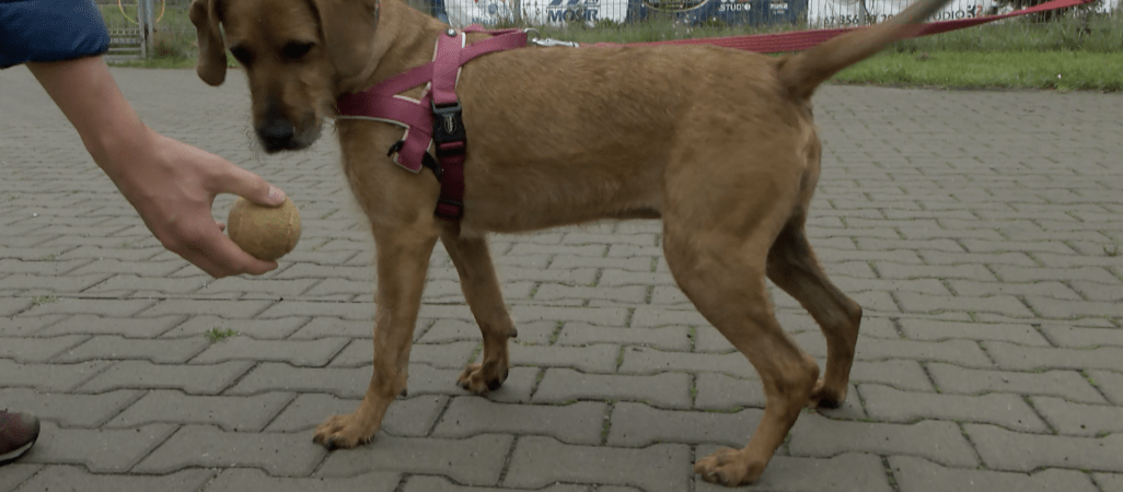 Smutny los porzuconych zwierząt