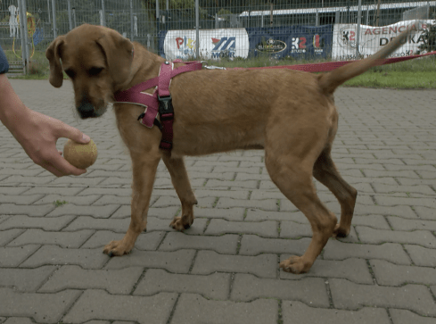 Smutny los porzuconych zwierząt - grafika