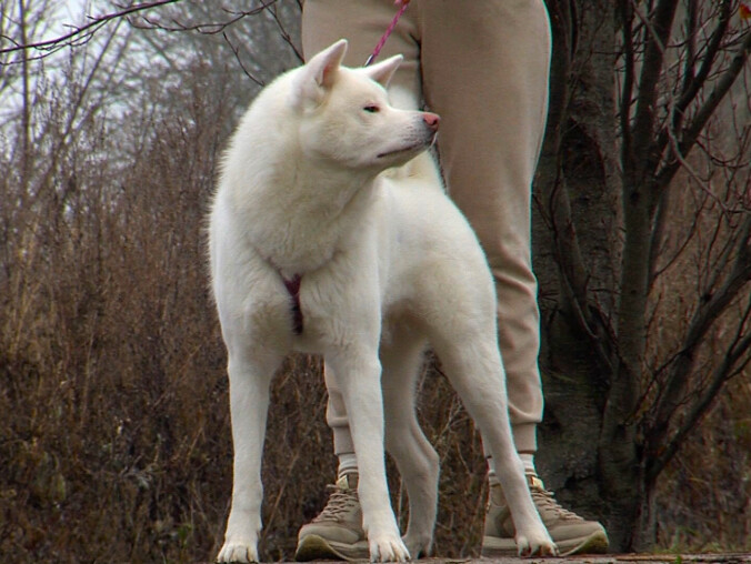 Miał być wybieg dla psów, został kawałek trawnika za płotem - grafika