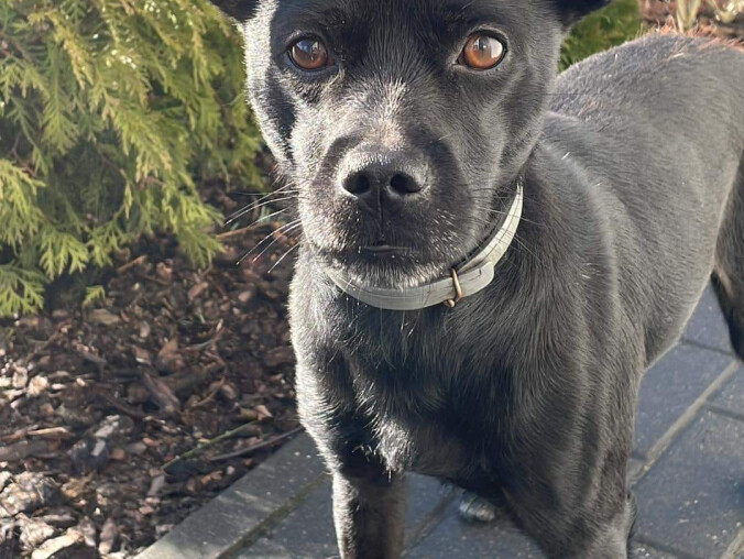 Poszukiwany właściciel psa - grafika