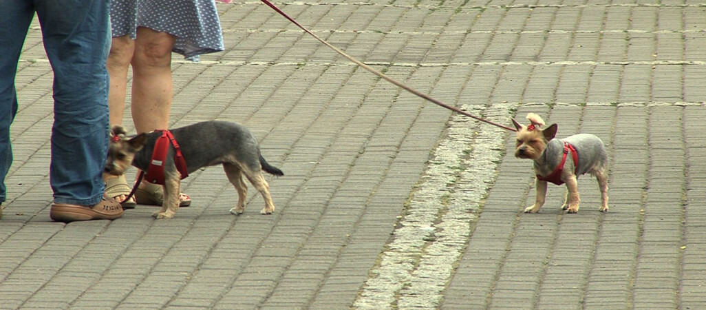 Masz ochotę wyprowadzić psa, a przy okazji pomóc? 