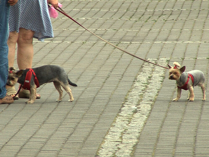 Złotowskie psy mają swoje kąpielisko nad jeziorem  - grafika