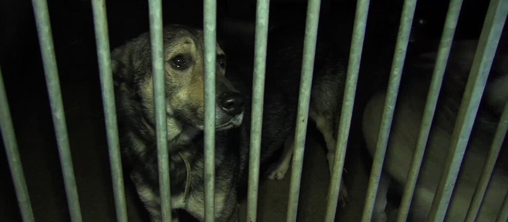 Zenon J. właściciel schroniska odpowiada przed sądem za znęcanie się nad zwierzętami