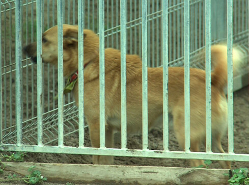 Znów źle dzieje się w pilskim schronisku dla zwierząt?  - grafika