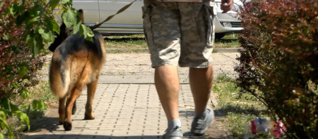 Rośnie liczba przypadków pogryzień przez zwierzęta