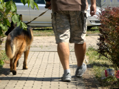 Rośnie liczba przypadków pogryzień przez zwierzęta - grafika