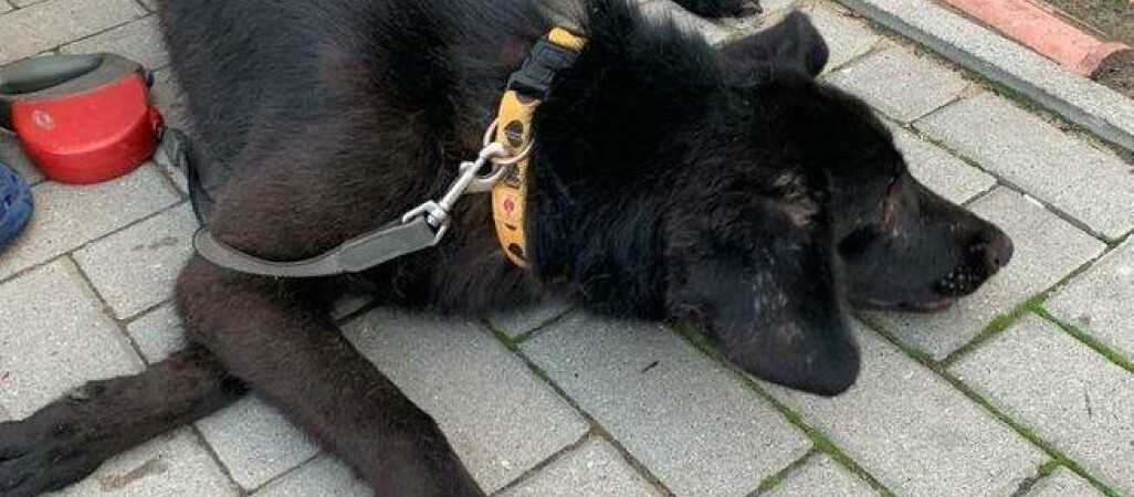 Policja wciąż szuka zwyrodnialca, który wpakował w psa 50 kulek śrutu