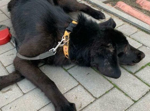 Policja wciąż szuka zwyrodnialca, który wpakował w psa 50 kulek ś - grafika