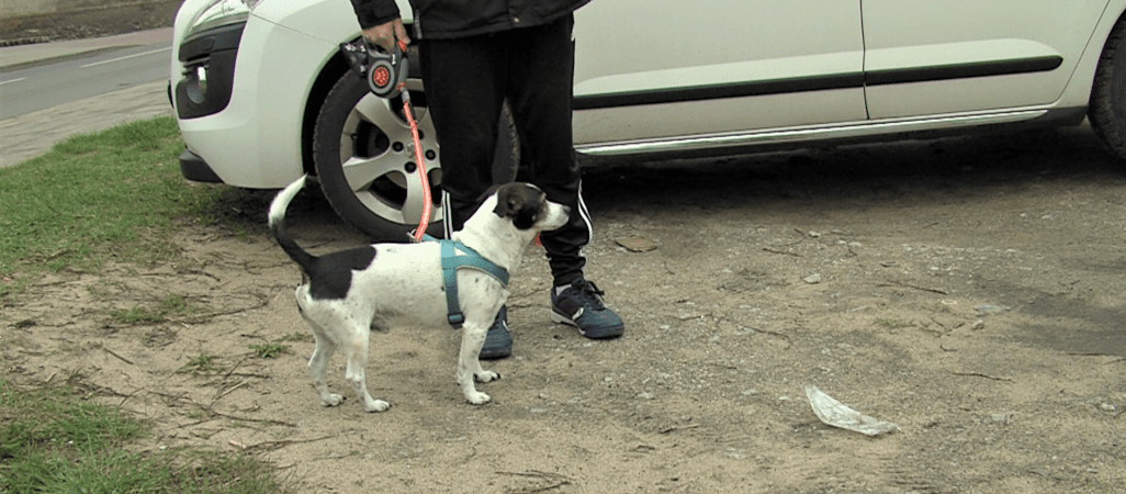 Czy psi mocz może zagrażać felgom i oponom? - VIDEO 