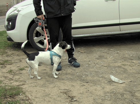 Czy psi mocz może zagrażać felgom i oponom? - VIDEO  - grafika