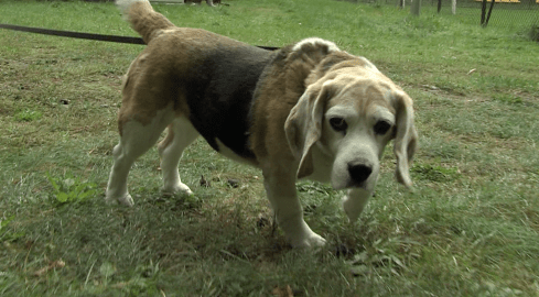 Psi spacer w Dobrzycy  - grafika