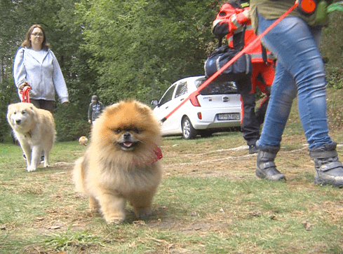 Za nami pierwszy psi spacer w Dobrzycy  - grafika