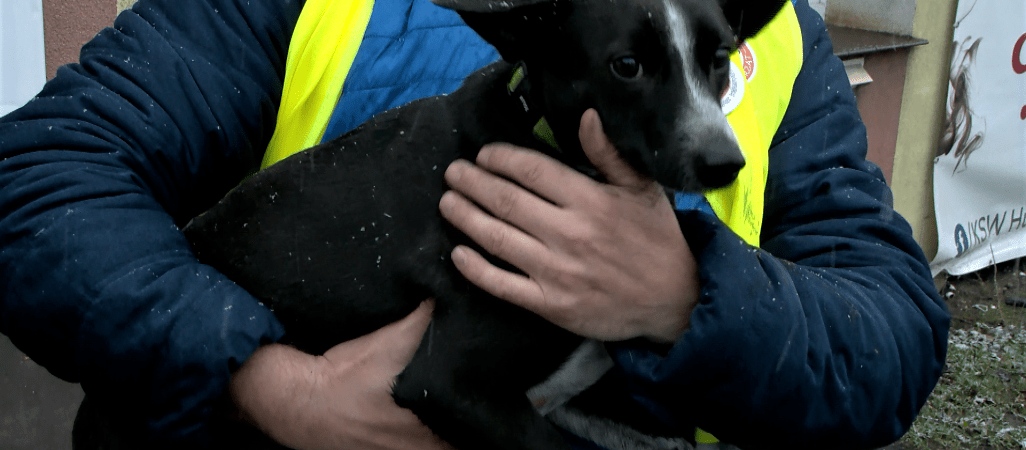 Zbierają pieniądze na Zwierzakobus 