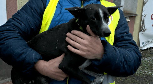 Zbierają pieniądze na Zwierzakobus  - grafika