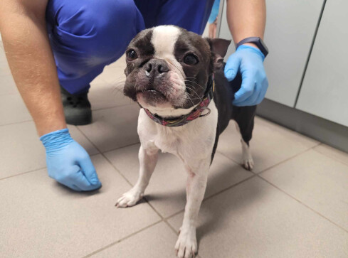 Schronisko szuka właściciela tego psa - grafika