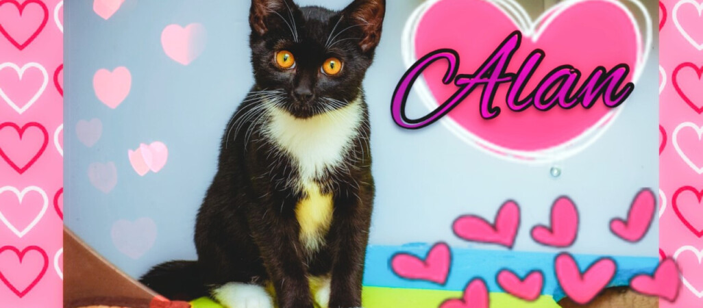 Psie i kocie Walentynki. Takie piękności można adoptować - ZDJĘCIA