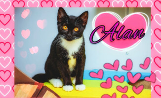 Psie i kocie Walentynki. Takie piękności można adoptować - ZDJĘCIA