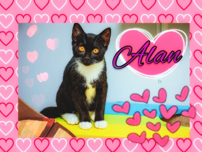 Psie i kocie Walentynki. Takie piękności można adoptować - ZDJĘCI - grafika