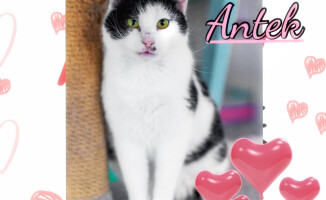 Psie i kocie Walentynki. Takie piękności można adoptować - ZDJĘCIA