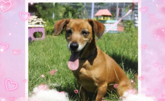 Psie i kocie Walentynki. Takie piękności można adoptować - ZDJĘCIA