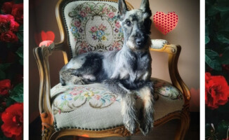 Psie i kocie Walentynki. Takie piękności można adoptować - ZDJĘCIA