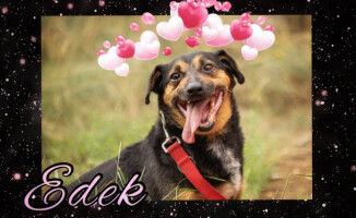 Psie i kocie Walentynki. Takie piękności można adoptować - ZDJĘCIA