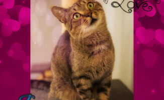 Psie i kocie Walentynki. Takie piękności można adoptować - ZDJĘCIA