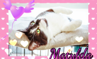 Psie i kocie Walentynki. Takie piękności można adoptować - ZDJĘCIA