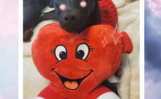 Psie i kocie Walentynki. Takie piękności można adoptować - ZDJĘCIA