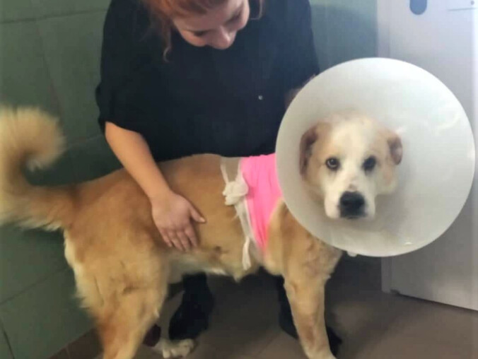 Jeden nie ma łapki, drugi ma guzy, a trzeci się topił. Te psy potrz - grafika