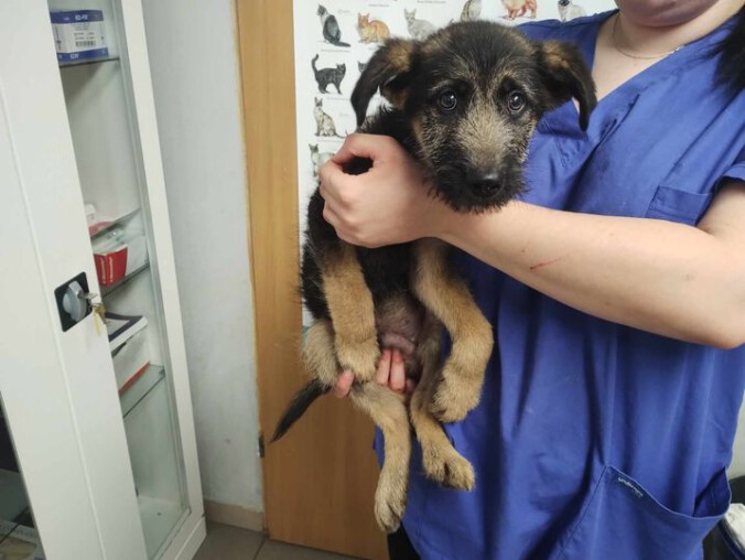 Kto zgubił psa? Cztery psiaki tęskną za domem - ZDJĘCIA  - grafika