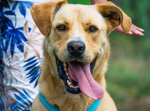 Międzynarodowy Dzień Psa  - grafika