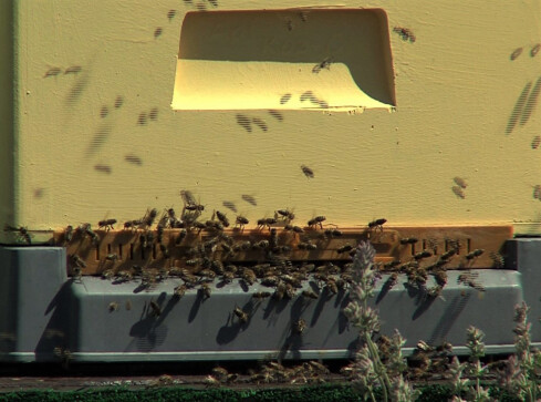 Pasieka na dachu Urzędu Miejskiego w Złotowie  - grafika