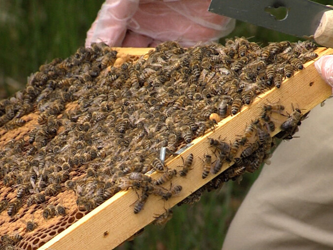 Pilanin wymyślił specjalną platformę dla pszczelarzy  - grafika