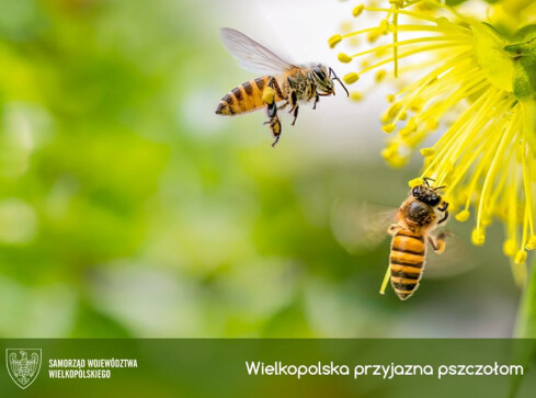 Węza pszczela trafi do wielkopolskich pasiek - grafika
