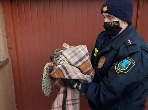 Strażnicy uratowali drapieżnego ptaka  - grafika