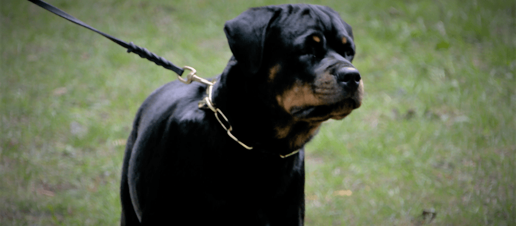 Rottweilery miały swoje święto 