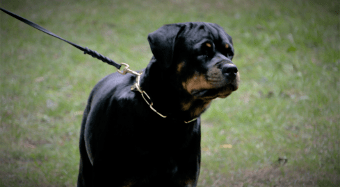 Rottweilery miały swoje święto  - grafika