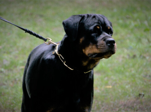 Rottweilery miały swoje święto  - grafika