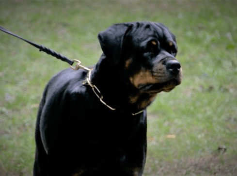 Rottweilery miały swoje święto  - grafika