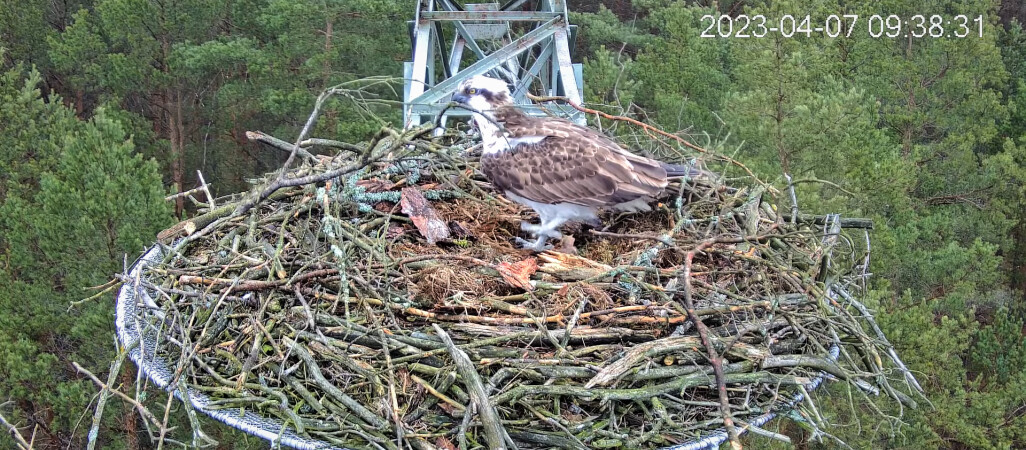Lipek i Lipka wrócili do swego gniazda - VIDEO