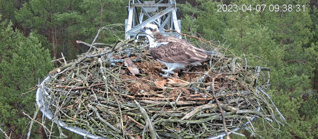 Lipek i Lipka wrócili do swego gniazda - VIDEO 