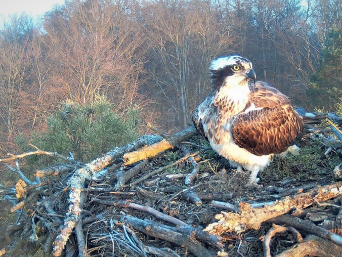 Przyleciały kolejne rybołowy. To bardzo rzadki ptak  - grafika