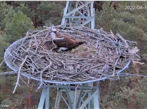 Gniazdo rybołowa już nie jest puste - VIDEO  - grafika