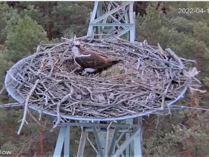 Gniazdo rybołowa już nie jest puste - VIDEO  - grafika