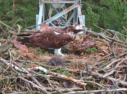 Rybołowy Lipek i Lipka już w gnieździe - VIDEO  - grafika