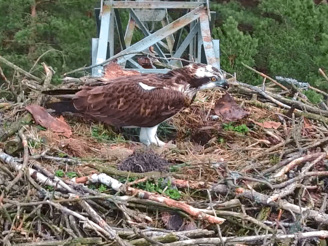 Rybołowy Lipek i Lipka już w gnieździe - VIDEO  - grafika