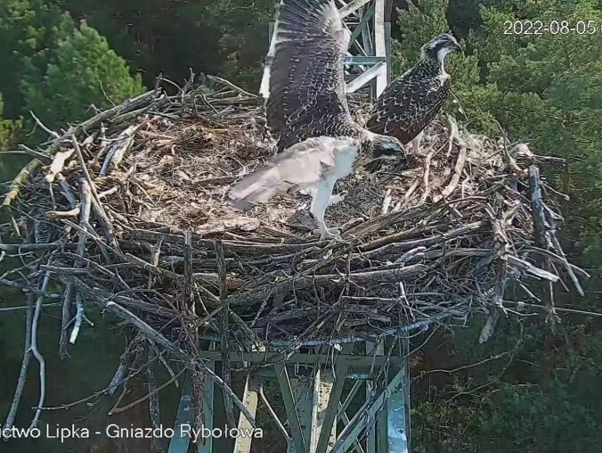 Młode rybołowy odbyły dziś pierwszy lot - VIDEO  - grafika