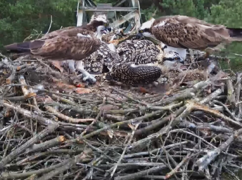Leśnicy z Lipki “podglądają” rybołowy - grafika