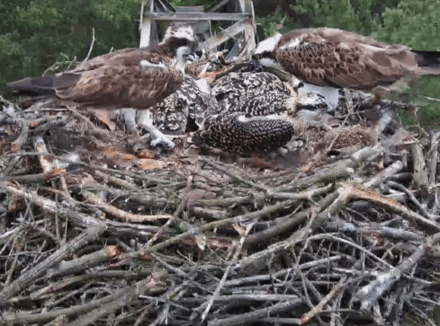 Leśnicy z Lipki “podglądają” rybołowy - grafika